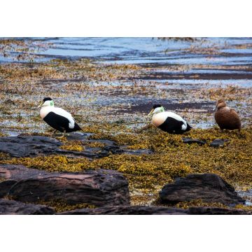 Lais Puzzle - Männliche und weibliche Eiderenten, Ísafjarðardjúp, Westfjorde, Island - 1.000 Teile
