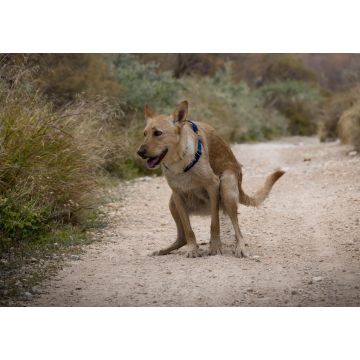 Lais Puzzle - Hundekot im Wald - 1.000 Teile