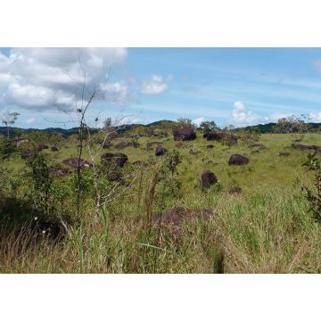 Lais Puzzle - Casacoima Delta Amacuro. Venezuela - 1.000 Teile