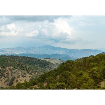 Lais Puzzle - Blick auf den üppigen Wald um den Berg Olympus, Zypern - 1.000 Teile