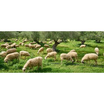 Lais Puzzle - Schafherde in Olivenhain bei Stylos (Stilos), Chania - 2.000 Teile