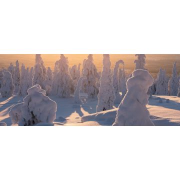 Lais Puzzle - Riisitunturi-Nationalpark bei goldenem Sonnenaufgang mit Silhouette der schneebedeckten Bäume bei Kuusamo in Posio, Finnland - 2.000 Teile
