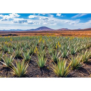 Lais Puzzle - Aloe Vera Plantage, Fuerteventura - 1.000 Teile