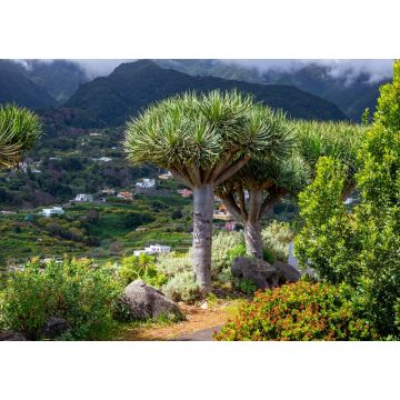 Lais Puzzle - Kanarischer Drachenbaum auf der Insel La Palma - 1.000 Teile