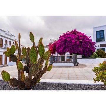 Lais Puzzle - Kakteen am bunten Zentralplatz von Haría auf Lanzarote - 1.000 Teile