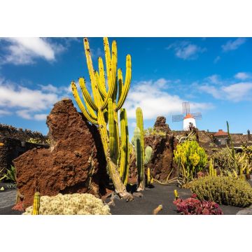 Lais Puzzle - Guatiza, Lanzarote - 1.000 Teile