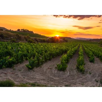 Lais Puzzle - Weinberg bei Sonnenuntergang, La Rioja - 1.000 Teile