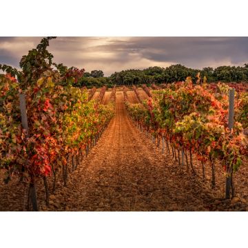 Lais Puzzle - Weinberg, La Rioja - 1.000 Teile