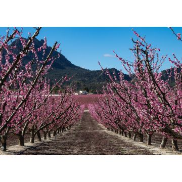 Lais Puzzle - Pfirsichblüte in Cieza, Mirador El Horno - 1.000 Teile