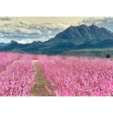 Lais Puzzle - Blüten von Obstbäumen in Cieza in Murcia - 1.000 Teile
