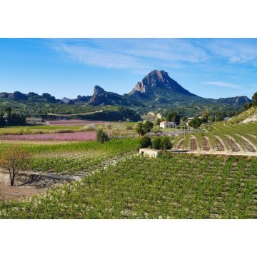Lais Puzzle - Pfirsichblüte in Cieza, Mirador El Horno - 1.000 Teile