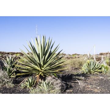 Lais Puzzle - Vega Rio de Palmas, Fuerteventura - 1.000 Teile