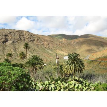 Lais Puzzle - Vega Rio de Palmas, Fuerteventura - 1.000 Teile