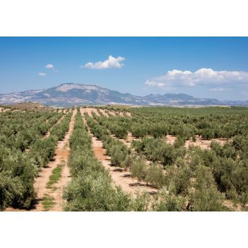 Lais Puzzle - Typische andalusische Landschaft in der Nähe des Dorfes Fuensanta in der Provinz Granada - 1.000 Teile