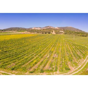 Lais Puzzle - Moli des Porques, Weinberge Mesquida Mora, Porreres, Mallorca - 1.000 Teile
