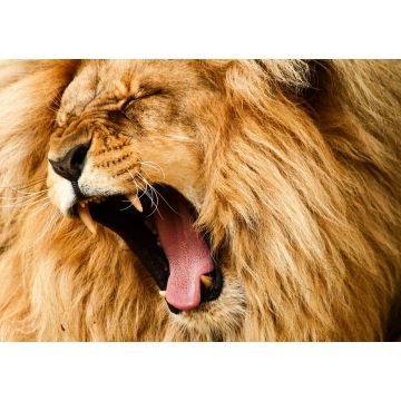 Lais Puzzle - Löwe   - 1.000 Teile