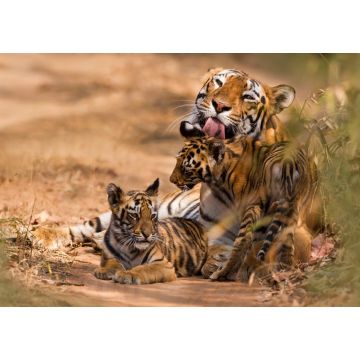Lais Puzzle - Royal Bengal Tiger mit Cub - 1.000 Teile