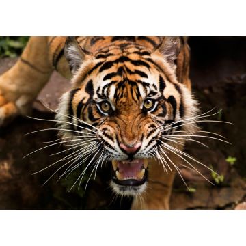 Lais Puzzle - Tiger - 1.000 Teile