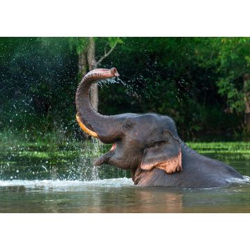 Lais Puzzle - Elefant - 1.000 Teile