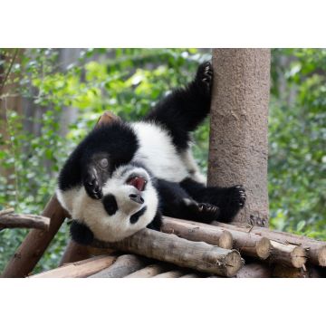 Lais Puzzle - Panda - 1.000 Teile