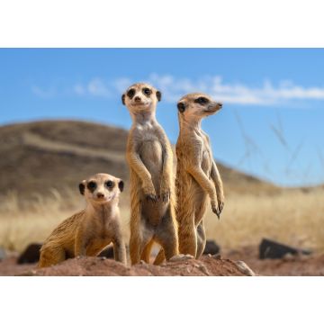Lais Puzzle - Erdmännchen - 1.000 Teile