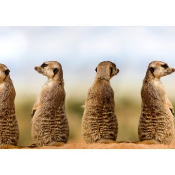 Lais Puzzle - Erdmännchen - 1.000 Teile