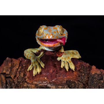 Lais Puzzle - Gecko - 1.000 Teile