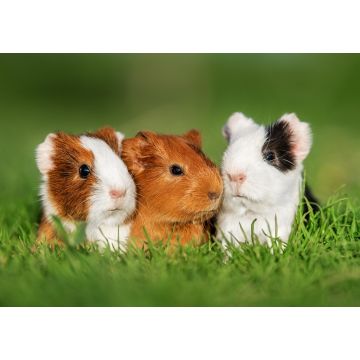 Lais Puzzle - Meerschweinchen  - 1.000 Teile