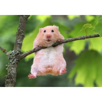 Lais Puzzle - Hamster - 1.000 Teile