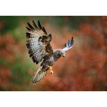 Lais Puzzle - Bussard - 1.000 Teile