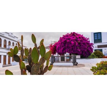 Lais Puzzle - Kakteen am bunten Zentralplatz von Haría auf Lanzarote - 2.000 Teile