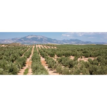 Lais Puzzle - Typische andalusische Landschaft in der Nähe des Dorfes Fuensanta in der Provinz Granada - 2.000 Teile