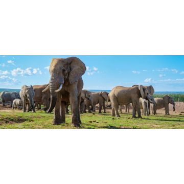 Lais Puzzle - Elefanten - 2.000 Teile