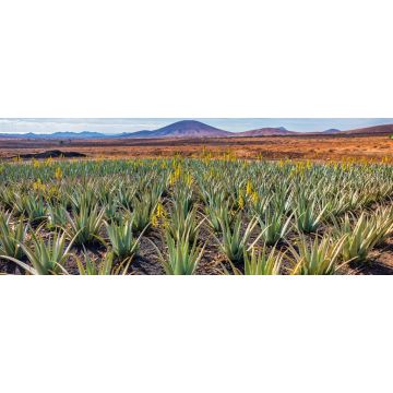 Lais Puzzle - Aloe Vera Plantage, Fuerteventura - 2.000 Teile