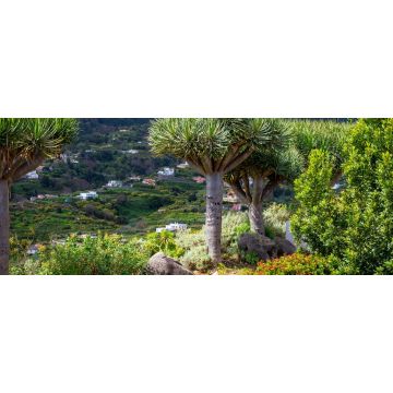 Lais Puzzle - Kanarischer Drachenbaum auf der Insel La Palma - 2.000 Teile