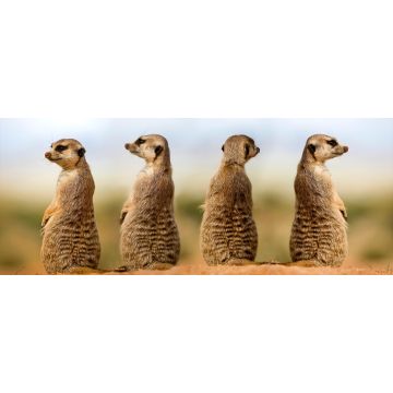 Lais Puzzle - Erdmännchen - 2.000 Teile