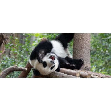 Lais Puzzle - Panda - 2.000 Teile