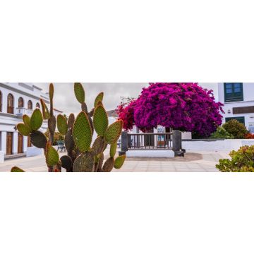 Lais Puzzle - Kakteen am bunten Zentralplatz von Haría auf Lanzarote - 1.000 Teile