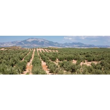 Lais Puzzle - Typische andalusische Landschaft in der Nähe des Dorfes Fuensanta in der Provinz Granada - 1.000 Teile