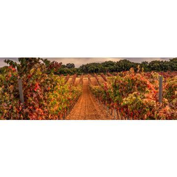 Lais Puzzle - Weinberg, La Rioja - 1.000 Teile