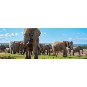 Lais Puzzle - Elefanten - 1.000 Teile