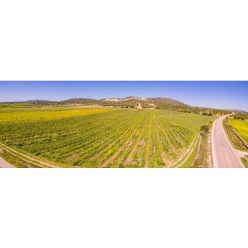 Lais Puzzle - Moli des Porques, Weinberge Mesquida Mora, Porreres, Mallorca - 1.000 Teile