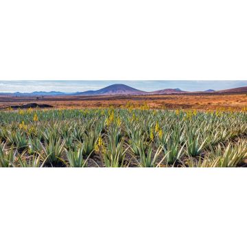 Lais Puzzle - Aloe Vera Plantage, Fuerteventura - 1.000 Teile