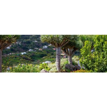 Lais Puzzle - Kanarischer Drachenbaum auf der Insel La Palma - 1.000 Teile