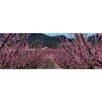Lais Puzzle - Pfirsichblüte in Cieza, Mirador El Horno - 1.000 Teile
