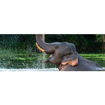 Lais Puzzle - Elefant - 1.000 Teile