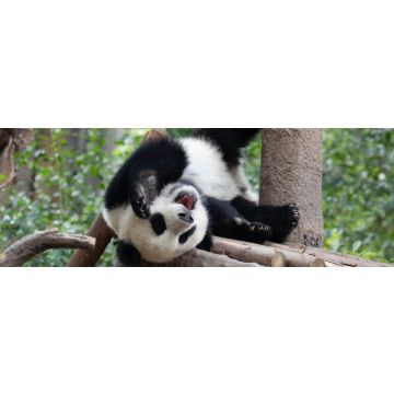 Lais Puzzle - Panda - 1.000 Teile
