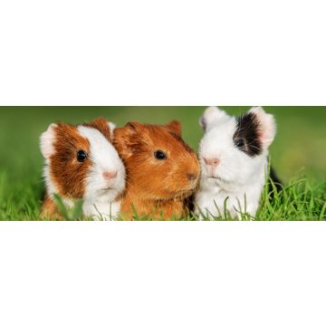 Lais Puzzle - Meerschweinchen  - 1.000 Teile
