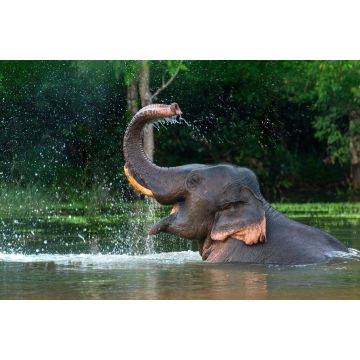 Lais Puzzle - Elefant - 2.000 Teile