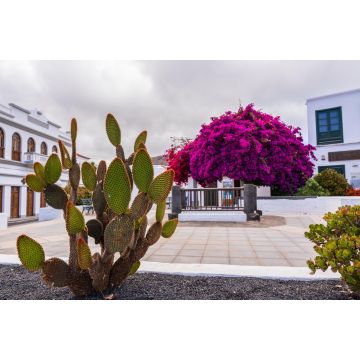 Lais Puzzle - Kakteen am bunten Zentralplatz von Haría auf Lanzarote - 2.000 Teile